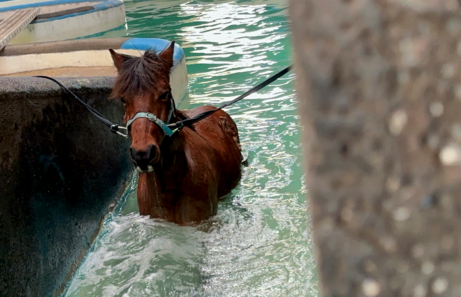 Horse Swimming, Hydrotherapy pool