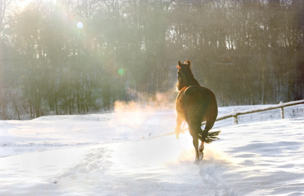 Horse in winter